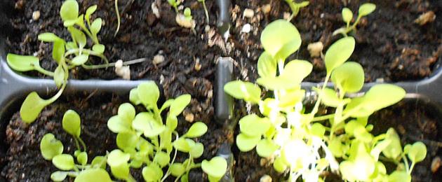 Салат аврора выращивание и уход. Салат посадка и уход в открытом грунте под зиму