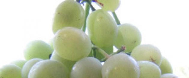 Сорта винограда используемые для виноделия. Сорта винограда для вина — лучшие из них