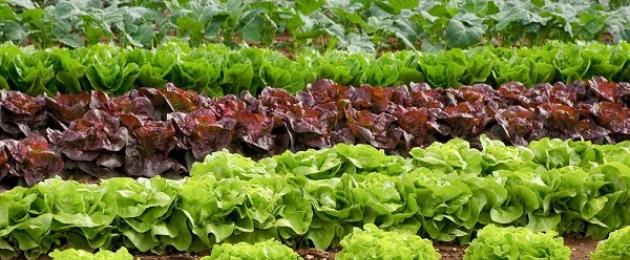 Салат кочанный — особенности выращивания. Кочанный салат