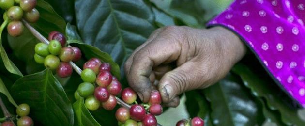 Кофе из кала – самый дорогой в мире. Какие животные «делают» элитные сорта кофе