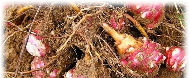 Как хранить топинамбур зимой — условия заготовки. Хранение корнеплодов в траншеях