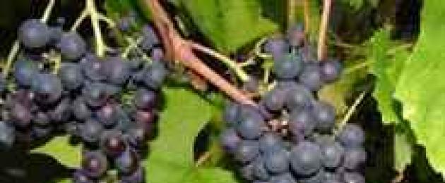 Что полезного в винограде киш миш зеленом. Возможен ли вред? Потенциальный вред и противопоказания