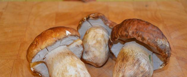 Что делать с белыми грибами на зиму. Соление белых грибов на зиму