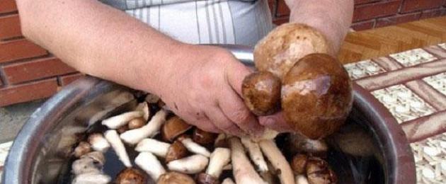 Лучшие рецепты маринованных грибов на зиму. Маринованные грибы: рецепты заготовки на зиму