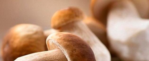 Полезные свойства белых грибов. Белый гриб, лечение