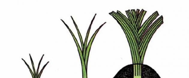 Лук латук: польза, особенности выращивания и уход. Уборка и хранение