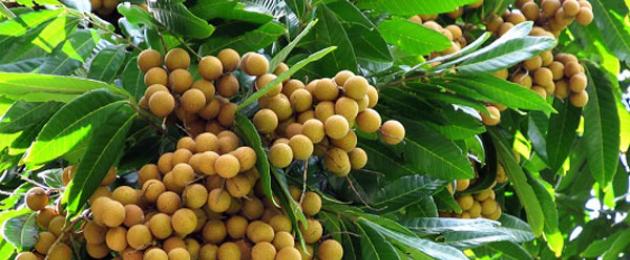 Что такое лонган и как его есть? Что за фрукт лонган, где его выращивают, как едят и чем он полезен. 