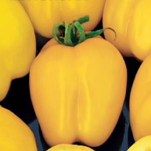 09SiZFNvrS5ZVSprWUJv3kFFKUvPJ9Sh300_300-1