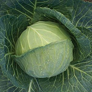 0Ey7eZGJycCqxwoPhTcrTDhgqfv2fsZK300_300-1