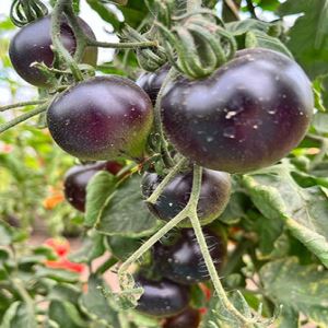 0PWvRGuQJRUxGgwnV1XNorF4cicoFsHf300_300-1