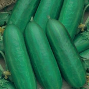 0S7uYEXU3vNTjBDXJYi5MuJBZvH7b3DK300_300-1