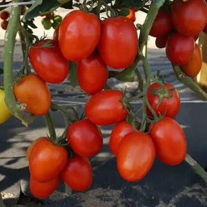 0eIGKiwWXaiXSGIrjU5OggVBrm55q2i1300_300-1