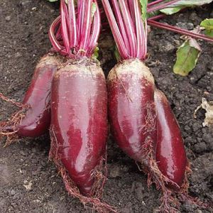 0iG79UijqEzd5YoYVQNugww53TaUWRl0300_300-1