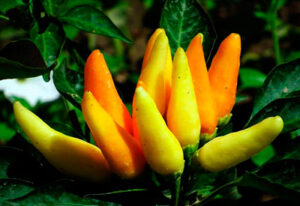 15l0hxn4fY02BAHaskUmItaKTtn3KB8M