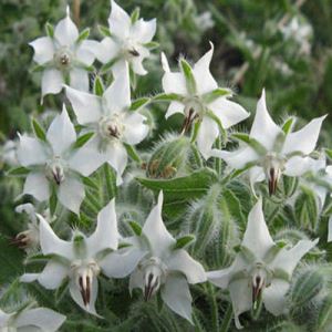 19M9vRd6ro9zUoo1mlpBslFbWpmafTjL300_300-1