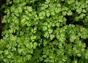 1DVwM2ngUSzY0Rsmgko0dcHQ6WVpWzLR300_300-1