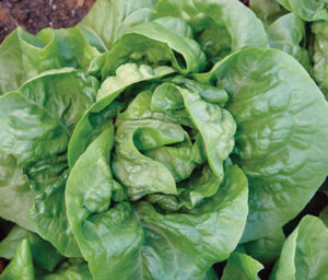 1EWbybNQszXYu4Knxai0ctLU4TZWHE95