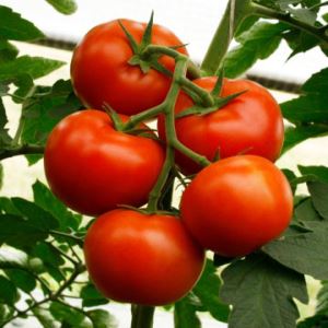 1QUOpl3fBgbya8czyed2OvcvFBMxM2xM300_300-1