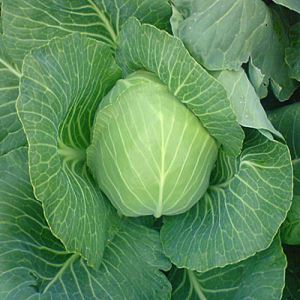 1Z0MHYUnQ5wzmtI1jeAUUpMlFPk1KLrT300_300-1