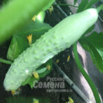 Огурец Блондин F1 (0,2 гр.) (Лучшая цена)