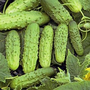 1mAanWAobBinE9XxYcitdLY27KCtJNoa300_300-1