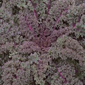 1mCbcuzcgoTfKMyUavchiCqpriUYLvPO300_300-1