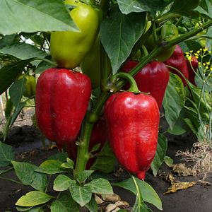 1mys52RzG6wVdR3zT6Tvde4nkKOUA16V300_300-1