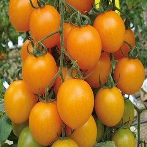 1ojlXolu1eaxIzV7h2bFuAlDiPoFiIQU300_300-1