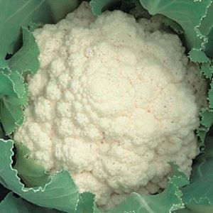 27gki8deVK8HXfhVw2rSOEzaWy2lFplq300_300-1