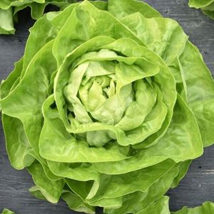 2Rh7cbNfIXYyxlv2ydZAIRXlUidTCqsi300_300-1