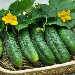 2i6zHwPwxQo2xkKLSJZIaiqHkm54MthY300_300-1