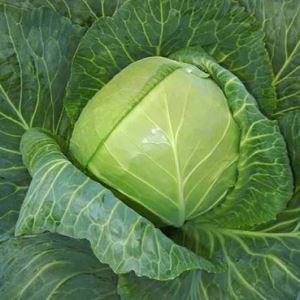 2k13h7vSibLDMhRFvzyTyrUFEFiJRlPy300_300-1