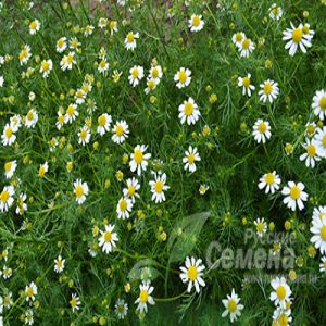 2pw0b1exVRvmzTDJlyaA9H4ORiVaHphW300_300-1