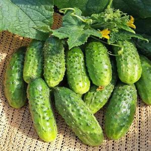 33huOXlZR7VwJp0lOmbpf1QjvzdMZjDu300_300-1