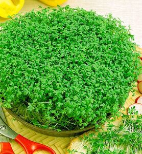 36lFfFgQ0iiMofeL3aPLePxrQFY1vpA9