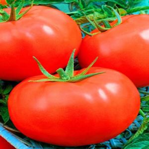 3DxXHZ9YcB51DJgeNjm9nSfoJ1DKcc0W300_300-1