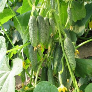 3RMieReICdhJcCAfXPFCXqe14Ssi7VKO300_300-1