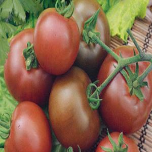 3x1F2eyCG5R4azEeMOYAz8UDsdXyg0qs300_300-1