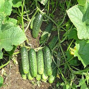 42I3yUzvbOVsDPbrdliR5ZdG7ngJ6teJ300_300-1