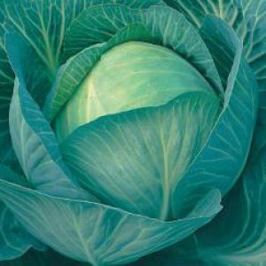 47kLP75mQowIiDiZBTekYWbCc7oWgAmP300_300-1