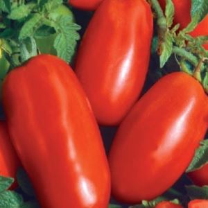 4LFzRBaqD8O3KAhLMd44C8ev3hCQ25g9300_300-1