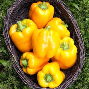 4NL328Iir52FK1D112DtvUyCK1tDc6ml300_300-1