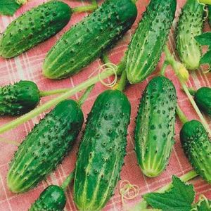 4TkoUC9kxvJZ7mXWRlMdxqEC1mmWVQBW300_300-1