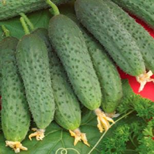 4WwcuBllXoxyTbD7EuzouhPjo7MHpl00300_300-1