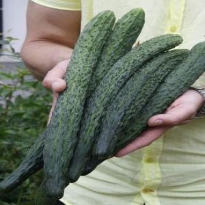 4dAbbGgUwcKMp77LxvP9tHdaJOUxes5Q300_300-1