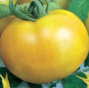 505hiKZnvETOLR8hOixNNTb9fxsvl2wh300_300-1