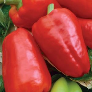 53N5R2rIzrBvT0DRqdJn6b2Zf8inPJCd300_300-1