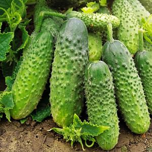 5A5SF4bOyjN0EBk7PxwM8FotQxZorr9r300_300-1