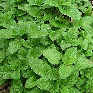 5eidNXBhQ3inWoMyORnYucDvsMRrn0Qm300_300-1