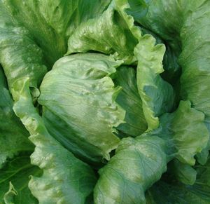 5lcYn2ysQXBEgnT5tp39PE8HJSPkpevh300_300-1